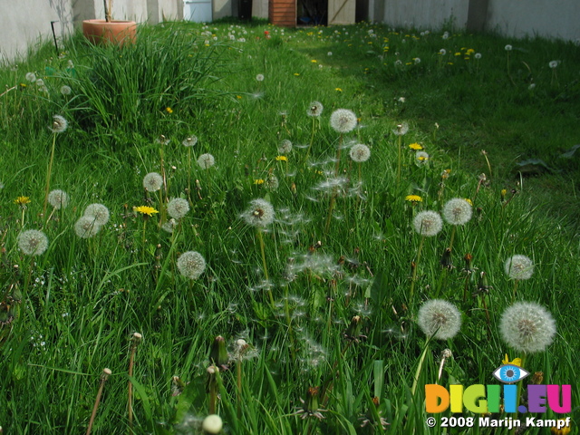 26414 Dandelions